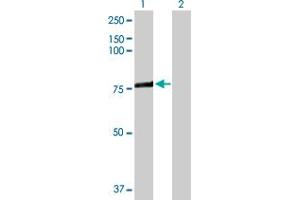 Western Blot analysis of ACSL3 expression in transfected 293T cell line by ACSL3 MaxPab polyclonal antibody.