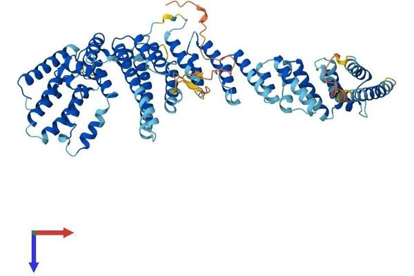 NUP85 Protein (AA 1-656) (His tag)