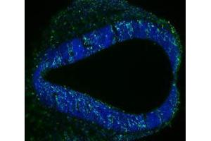 Immunofluorescence Microscopy of Mouse Anti-BrdU antibody. (BrdU Antikörper)