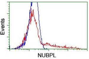 HEK293T cells transfected with either RC204385 overexpress plasmid (Red) or empty vector control plasmid (Blue) were immunostained by anti-NUBPL antibody (ABIN2455167), and then analyzed by flow cytometry. (NUBPL Antikörper  (AA 1-250))