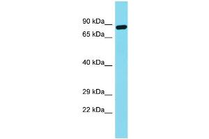 Western Blotting (WB) image for anti-Fibronectin Type III Domain Containing 7 (FNDC7) (N-Term) antibody (ABIN2791548)