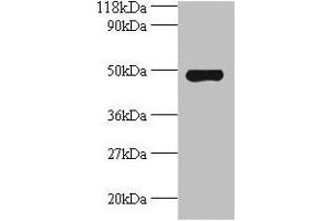 Western blot All lanes: Avpr1a antibody at 2 μg/mL + Mouse spleen tissue Secondary Goat polyclonal to rabbit IgG at 1/10000 dilution Predicted band size: 48 kDa Observed band size: 48 kDa (AVPR1A Antikörper  (AA 7-52))