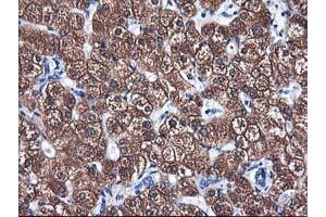 Immunohistochemical staining of paraffin-embedded Human liver tissue using anti-CYP2A6 mouse monoclonal antibody.