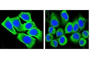 Confocal immunofluorescence analysis of methanol-fixed HepG2 (left) and Hela (right) cells using GAPDH antibody (green), showing cytoplasmic localization. (GAPDH Antikörper)