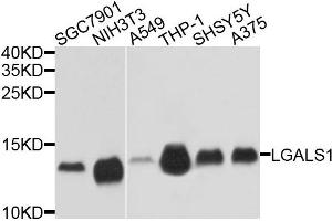 Western blot analysis of extracts of various cells, using LGALS1 antibody. (LGALS1/Galectin 1 Antikörper)
