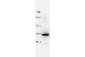 Image no. 1 for anti-Interleukin 27 (IL27) antibody (ABIN1102483)