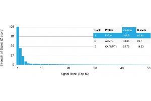 Analysis of Protein Array containing more than 19,000 full-length human proteins using Factor XIIIa Mouse Monoclonal Antibody (F13A1/1683) Z- and S- Score: The Z-score represents the strength of a signal that a monoclonal antibody (Monoclonal Antibody) (in combination with a fluorescently-tagged anti-IgG secondary antibody) produces when binding to a particular protein on the HuProtTM array. (F13A1 Antikörper  (AA 46-181))