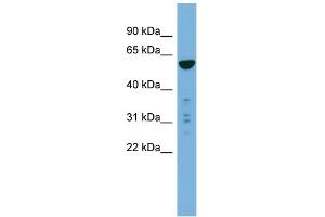 WB Suggested Anti-PTDSS2 Antibody Titration:  0. (PTDSS2 Antikörper  (N-Term))