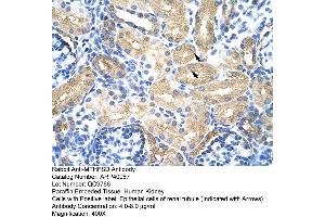 Rabbit Anti-MTHFSD Antibody  Paraffin Embedded Tissue: Human Kidney Cellular Data: Epithelial cells of renal tubule Antibody Concentration: 4. (MTHFSD Antikörper  (N-Term))