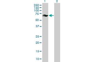Western Blot analysis of GRK6 expression in transfected 293T cell line by GRK6 MaxPab polyclonal antibody. (GRK6 Antikörper  (AA 1-589))