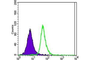 Flow cytometric analysis of Jurkat cells using SLC22A1 mouse mAb (green) and negative control (purple). (SLC22A1 Antikörper)