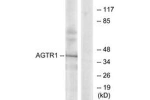 Western blot analysis of extracts from K562 cells, using AGTR1 Antibody. (Angiotensin II Type-1 Receptor Antikörper  (AA 101-150))