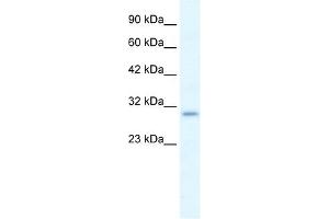 P2RX7 antibody used at 1.