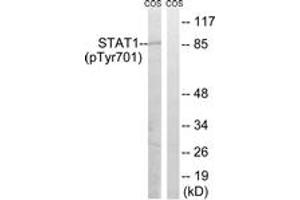 Western blot analysis of extracts from COS7 cells, using STAT1 (Phospho-Tyr701) Antibody. (STAT1 Antikörper  (pTyr701))