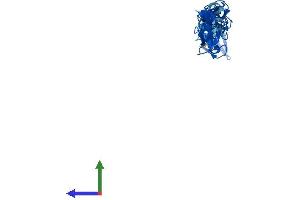 Protein Structure (PS) image for Four and A Half LIM Domains 2 (FHL2) (AA 1-279) protein (His tag) (ABIN7562547)