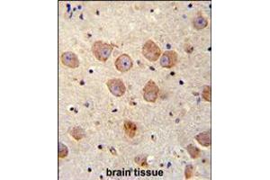 FUSSEL18 Antibody immunohistochemistry analysis in formalin fixed and paraffin embedded human brain tissue followed by peroxidase conjugation of the secondary antibody and DAB staining. (SKOR2 Antikörper  (C-Term))
