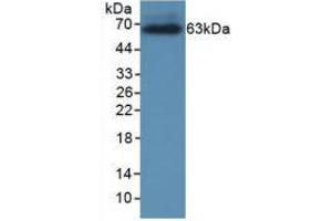 Figure 1. (CRHBP Antikörper  (AA 25-322))