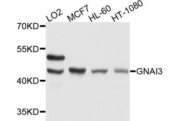 GNAI3 anticorps  (AA 1-354)