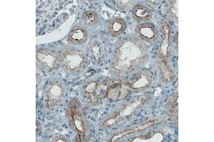 Immunohistochemical staining (Formalin-fixed paraffin-embedded sections) of human kidney with OCLN monoclonal antibody, clone CL1608  shows membranous positivity in renal tubules. (Occludin Antikörper  (AA 282-415))