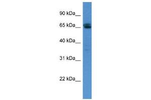 WB Suggested Anti-SMARCD3  Antibody Titration: 0. (SMARCD3 Antikörper  (N-Term))