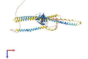 Macrophage Scavenger Receptor 1 Protein (MSR1) (AA 1-458) (His tag)