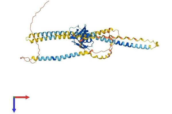Macrophage Scavenger Receptor 1 Protein (MSR1) (AA 1-458) (His tag)