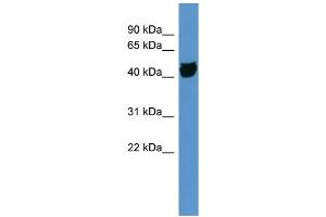 WB Suggested Anti-OR1S1 Antibody Titration: 0. (OR1S1 Antikörper  (C-Term))