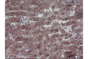 Image no. 1 for anti-LIM Homeobox 1 (LHX1) (AA 100-362) antibody (ABIN1490803) (LHX1 Antikörper  (AA 100-362))