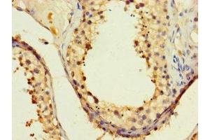 Immunohistochemistry of paraffin-embedded human testis tissue using ABIN7162702 at dilution of 1:100