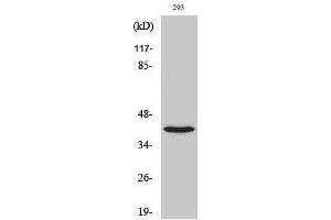 Western Blotting (WB) image for anti-NBPF1,9,10,12,14,15,16,20 (C-Term) antibody (ABIN3185770) (NBPF1,9,10,12,14,15,16,20 (C-Term) Antikörper)