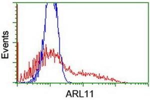 Image no. 1 for anti-ADP-Ribosylation Factor-Like 11 (ARL11) antibody (ABIN1496714) (ARL11 Antikörper)