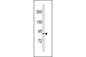 RPS6KA4 Antibody (Center) (ABIN1881766 and ABIN2843268) western blot analysis in  cell line lysates (35 μg/lane). (MSK2 Antikörper  (AA 481-508))