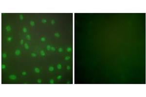 Immunofluorescence analysis of NIH/3T3 cells, using HDAC1 antibody (ABIN5976420). (HDAC1 Antikörper  (C-Term))