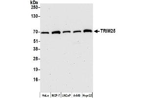 Western Blotting (WB) image for anti-Tripartite Motif Containing 25 (TRIM25) (AA 325-375) antibody (ABIN7450842)
