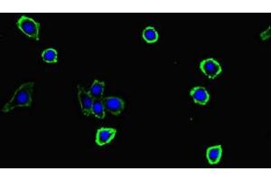 Immunofluorescent analysis of HepG2 cells using ABIN7166087 at dilution of 1:100 and Alexa Fluor 488-congugated AffiniPure Goat Anti-Rabbit IgG(H+L) (S100G Antikörper  (AA 1-66))