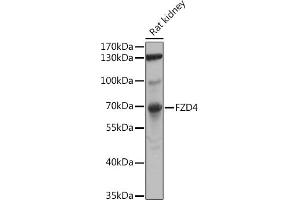 Western blot analysis of extracts of Rat kidney, using FZD4 antibody (ABIN6131550, ABIN6140841, ABIN6140842 and ABIN6224186) at 1:1000 dilution. (FZD4 Antikörper  (AA 37-222))