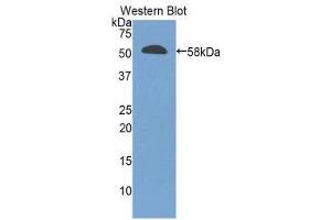 Western Blotting (WB) image for anti-Granzyme M (Lymphocyte Met-Ase 1) (GZMM) (AA 19-251) antibody (ABIN1859111)