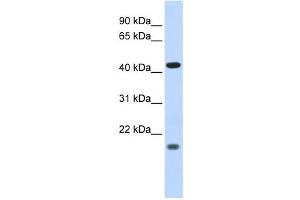 Western Blotting (WB) image for anti-Inhibitor of Growth Family, Member 3 (ING3) antibody (ABIN2458019) (ING3 Antikörper)
