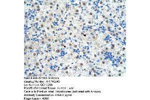 Rabbit Anti-SF3B1 Antibody  Paraffin Embedded Tissue: Human Liver Cellular Data: Hepatocytes Antibody Concentration: 4. (SF3B1 Antikörper  (N-Term))