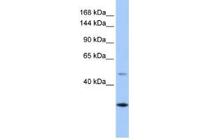 WB Suggested Anti-CLMN Antibody Titration: 0. (CLMN Antikörper  (C-Term))