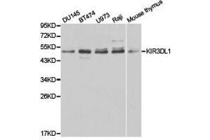 Western Blotting (WB) image for anti-Killer Cell Immunoglobulin-Like Receptor, three Domains, Long Cytoplasmic Tail, 1 (KIR3DL1) antibody (ABIN1873417) (KIR3DL1 Antikörper)