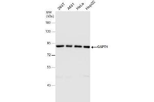 WB Image GSPT1 antibody detects GSPT1 protein by western blot analysis. (GSPT1 Antikörper)