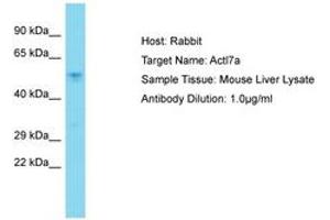 Image no. 1 for anti-Actin-Like 7A (ACTL7A) (AA 231-280) antibody (ABIN6750339) (Actin-Like 7A Antikörper  (AA 231-280))