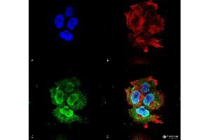 Immunocytochemistry/Immunofluorescence analysis using Mouse Anti-Synaptotagmin-7 Monoclonal Antibody, Clone S275-14 . (SYT7 Antikörper  (AA 150-239) (HRP))