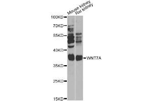 Western blot analysis of extracts of various cell lines, using WNT7A Antibody (ABIN6292487) at 1:1000 dilution.