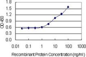 Detection limit for recombinant GST tagged GABARAP is 0. (GABARAP Antikörper  (AA 1-117))