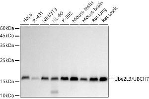 UBE2L3 Antikörper