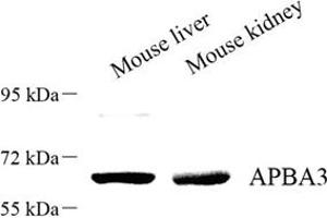 Western blot analysis of APBA3 (ABIN7073039) at dilution of 1: 500 (APBA3 Antikörper)