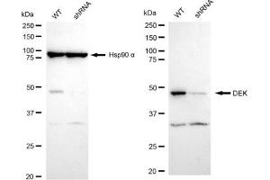 Western blotting analysis using DEK antibody (ABIN7798303). (Rekombinanter DEK Antikörper)