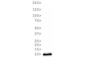 Western Blot of Rabbit Anti-Histone H3 [Asym-dimethyl Arg17] Antibody. (Histone 3 Antikörper  (H3R17me2a))